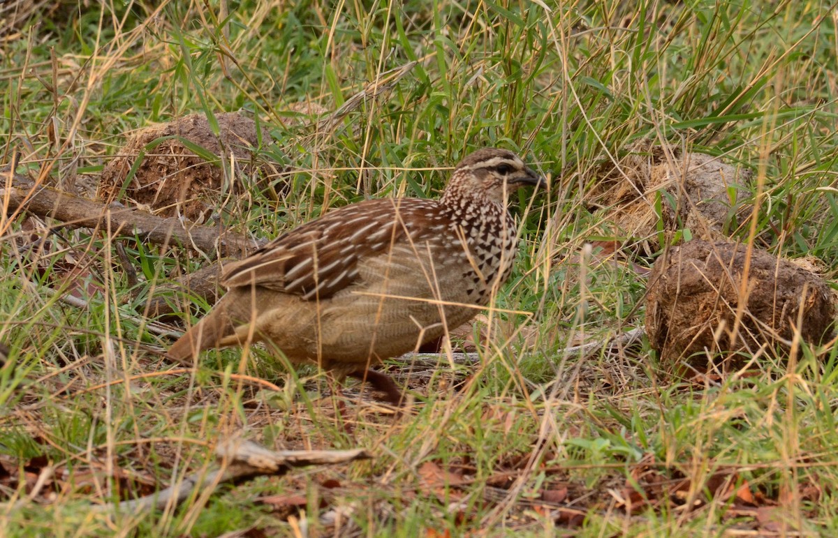 Francolin huppé - ML610523582