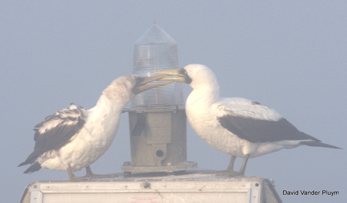 Masked Booby - ML610523639