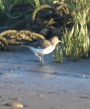 Common Sandpiper - Sally Anderson