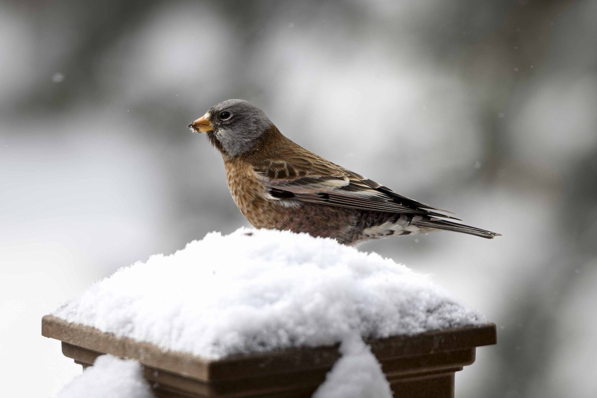 Gray-crowned Rosy-Finch (Hepburn's) - Cameron Carver