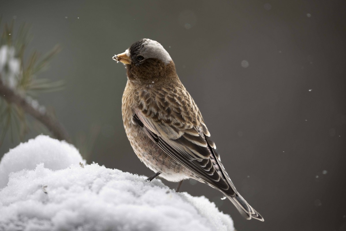 grånakkefjellfink (tephrocotis gr.) - ML610523991