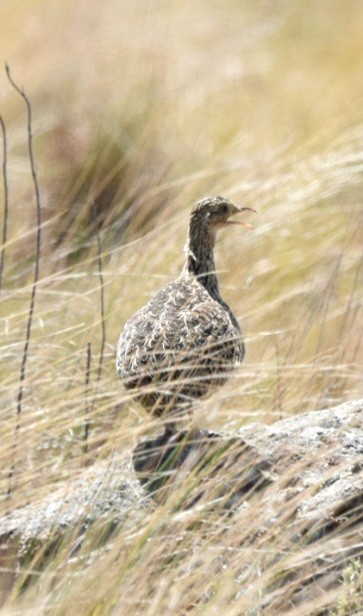 Tinamou tacheté - ML610524039