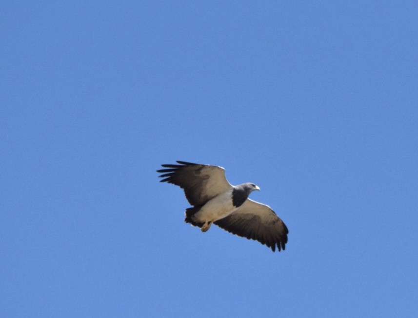 Black-chested Buzzard-Eagle - Fernando Muñoz