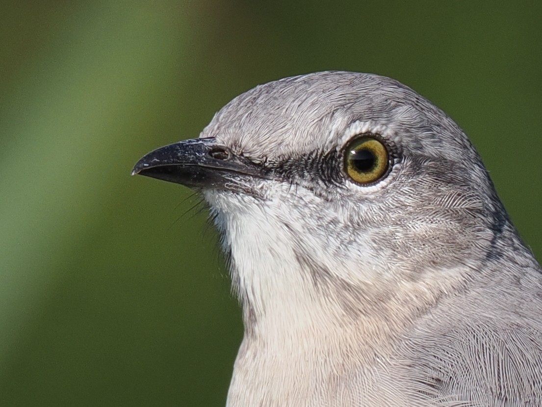 Northern Mockingbird - Ben Jesup