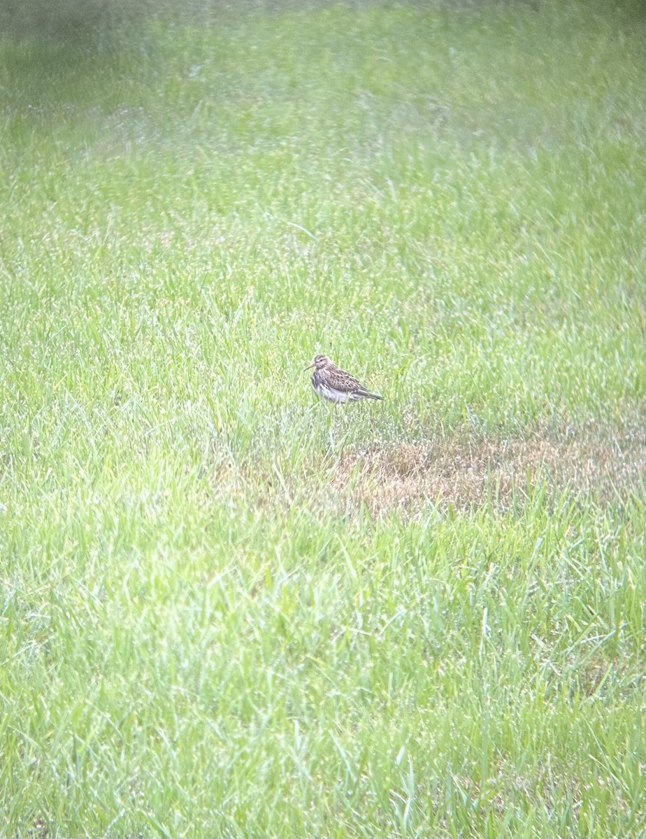 Pectoral Sandpiper - ML610524129