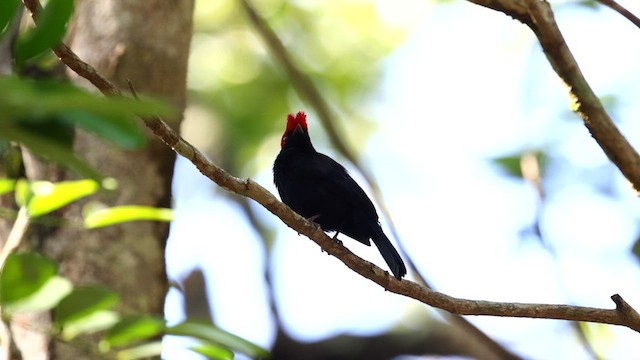 Helmeted Manakin - ML610524192