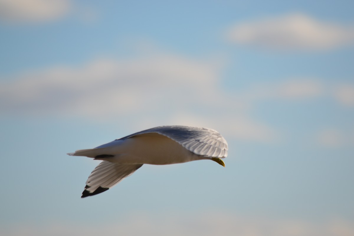 Black-legged Kittiwake - John Parker