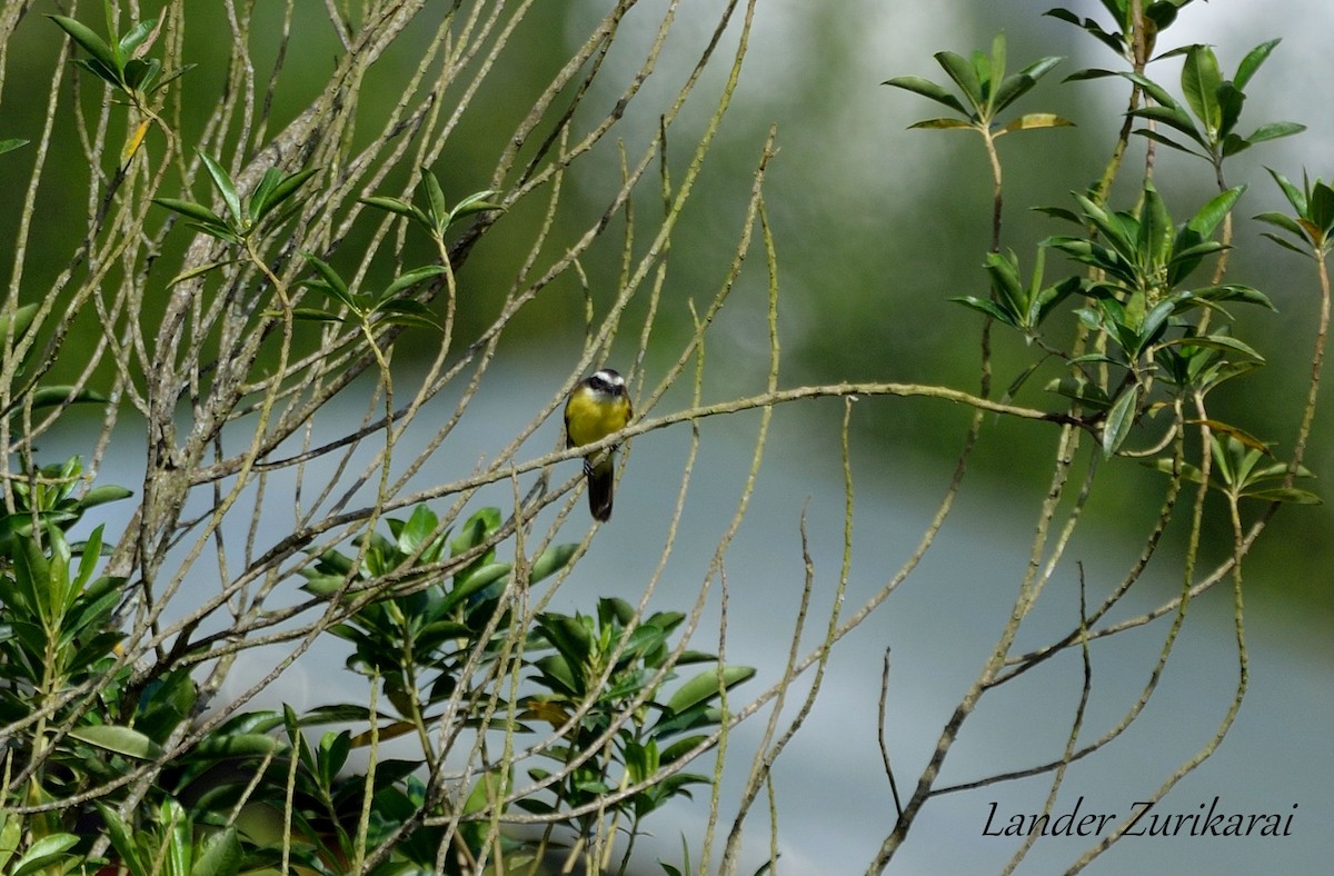 Great Kiskadee - ML610524307