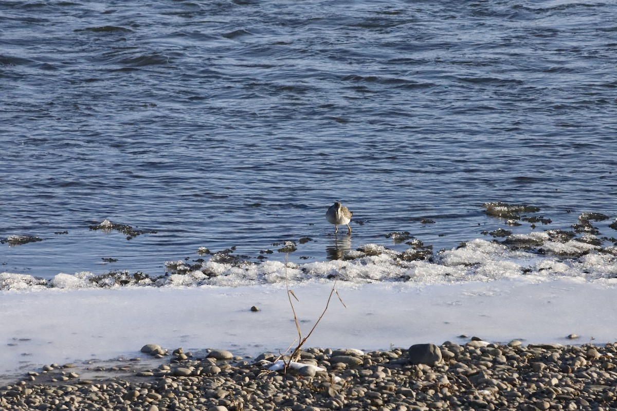 Greater Yellowlegs - ML610524310