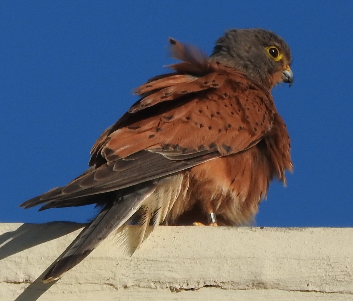 Rock Kestrel - Dieter Oschadleus