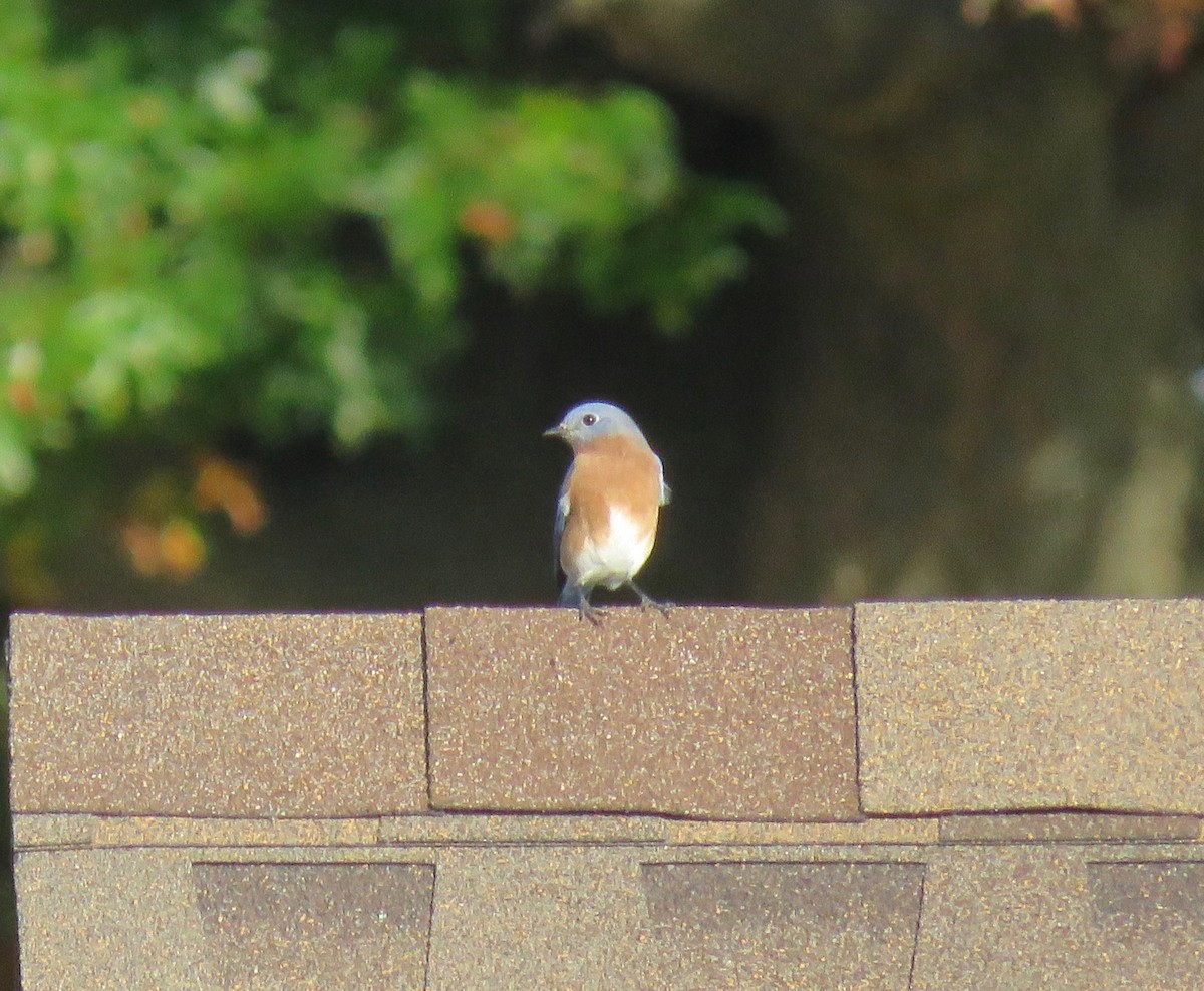 Eastern Bluebird - ML610524488