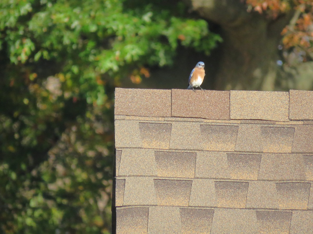 Eastern Bluebird - ML610524490