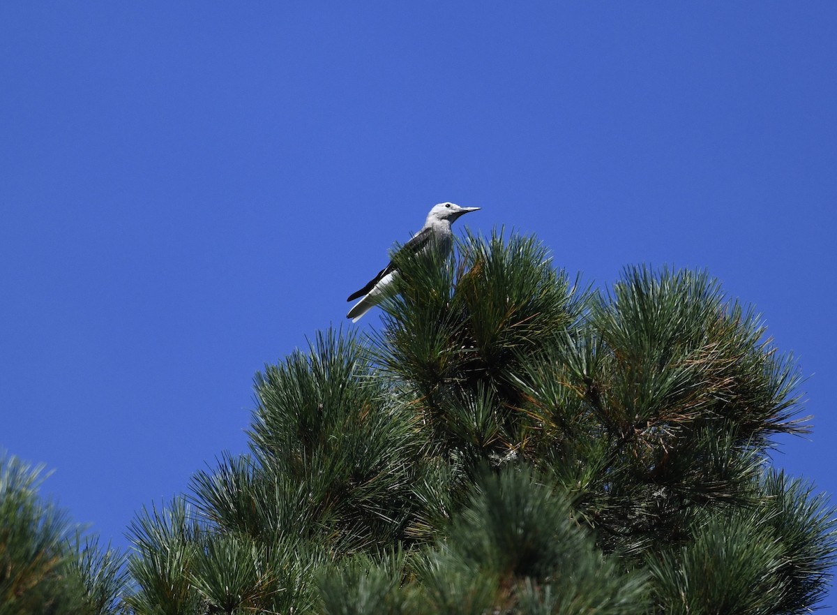 Clark's Nutcracker - ML610524541