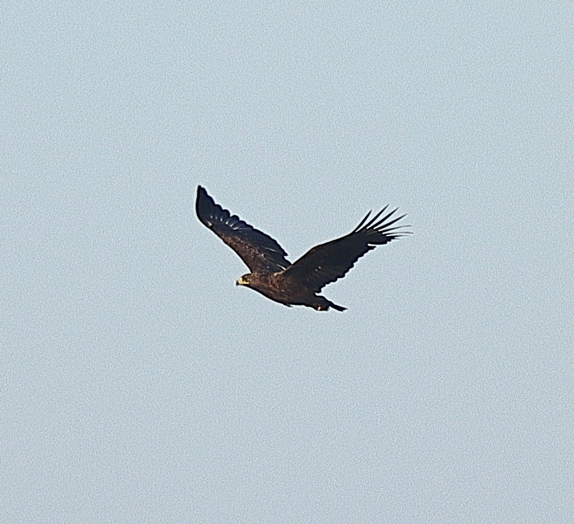 Greater Spotted Eagle - ML610524551