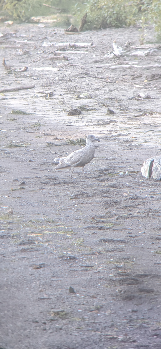 Glaucous-winged Gull - Jackson Belden