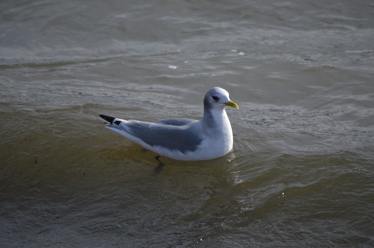 Black-legged Kittiwake - John Parker