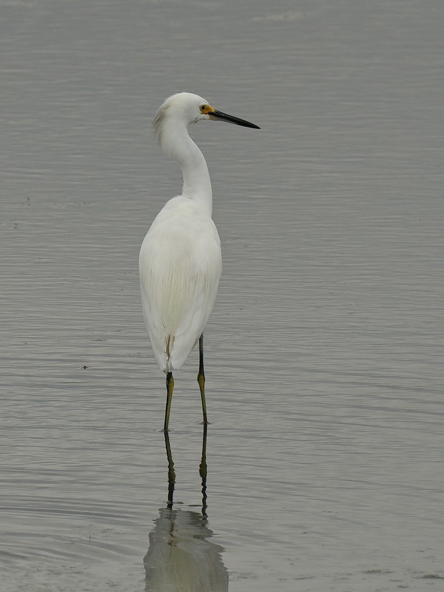 Snowy Egret - ML610524913