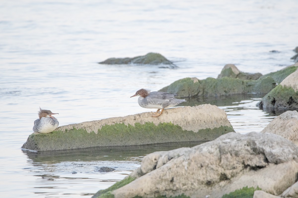 Common Merganser - Peter Sproule