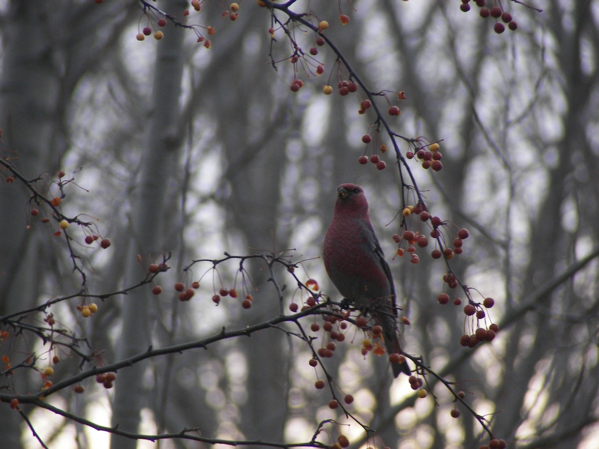 Pine Grosbeak - ML610525259