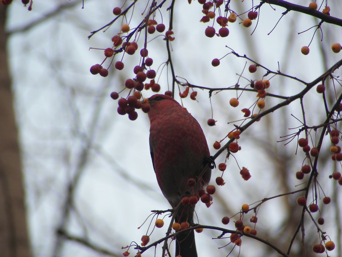 Pine Grosbeak - ML610525262