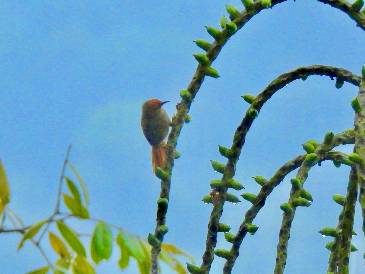 Red-faced Spinetail - ML610525283