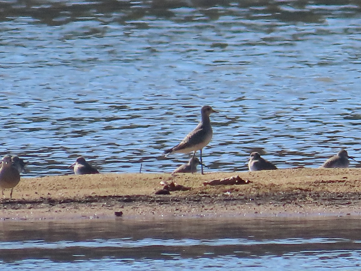 American Golden-Plover - ML610525376