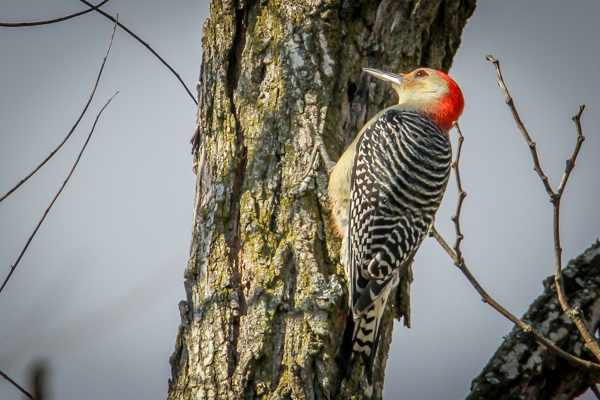 Red-bellied Woodpecker - ML610525513