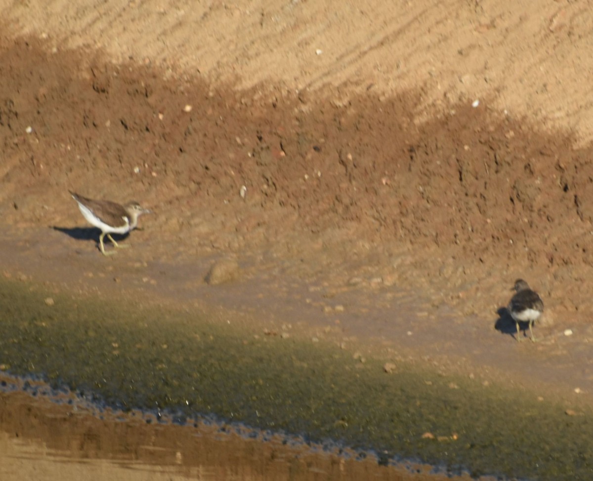 Common Sandpiper - ML610525558