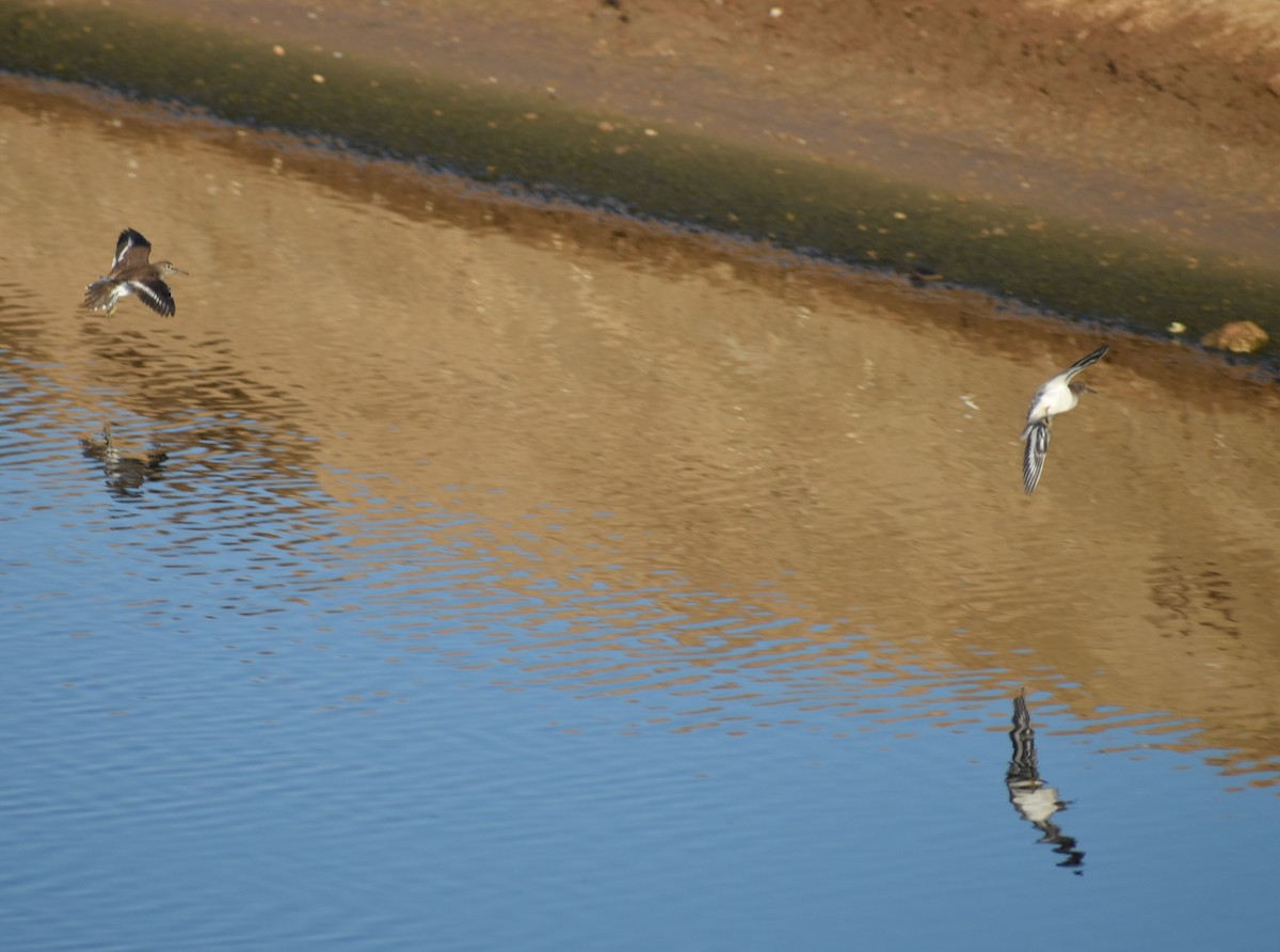 Common Sandpiper - Sally Anderson