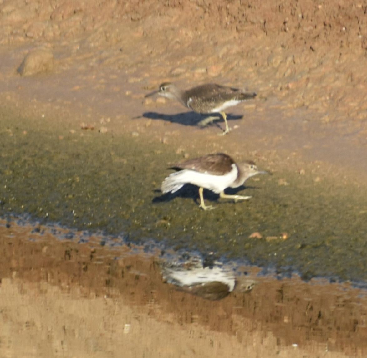 Common Sandpiper - Sally Anderson