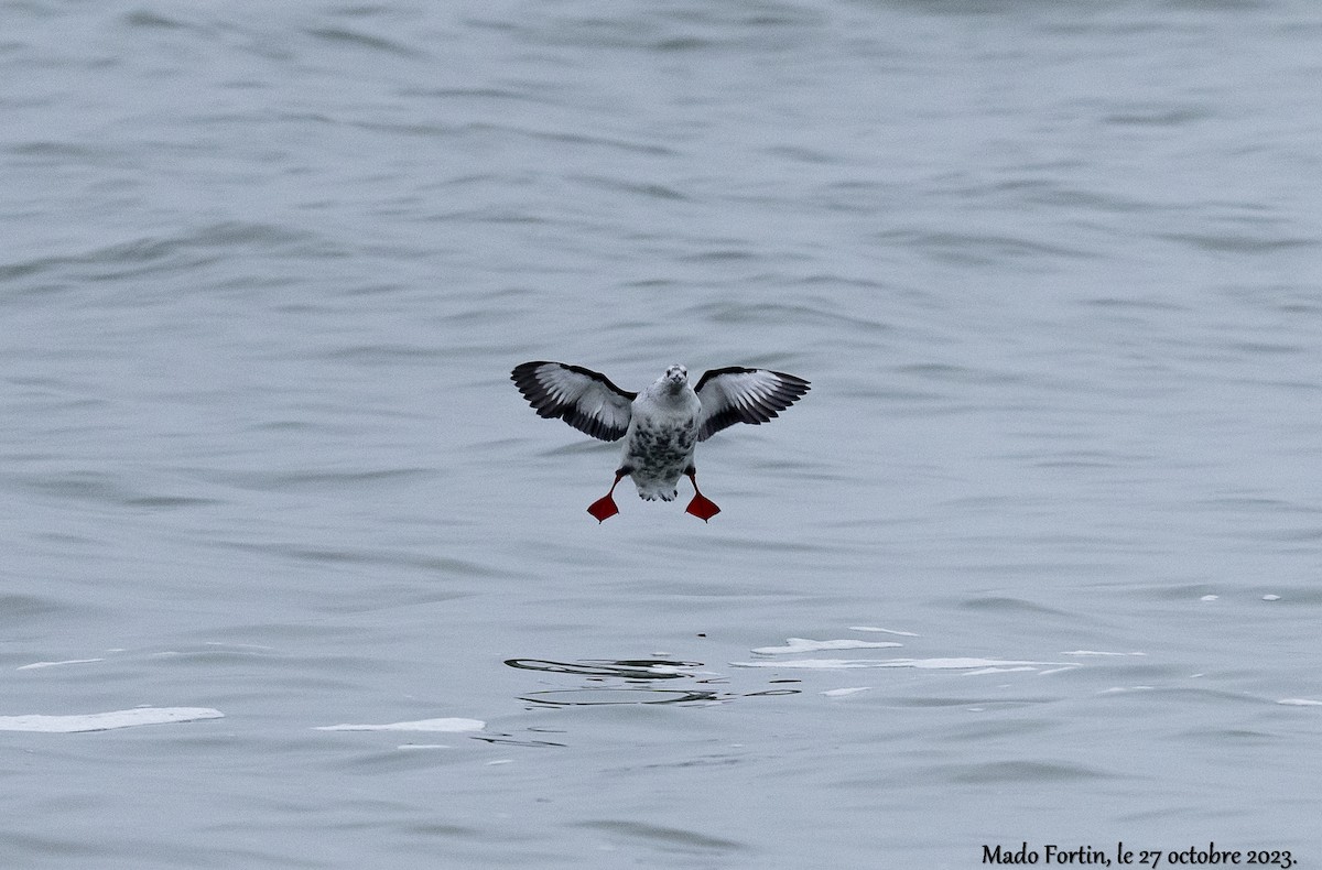 Black Guillemot - madeleine fortin