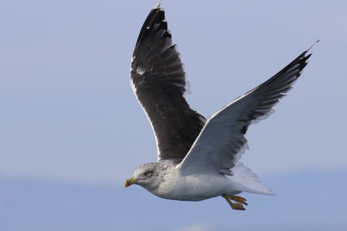 Lesser Black-backed Gull - ML610525702