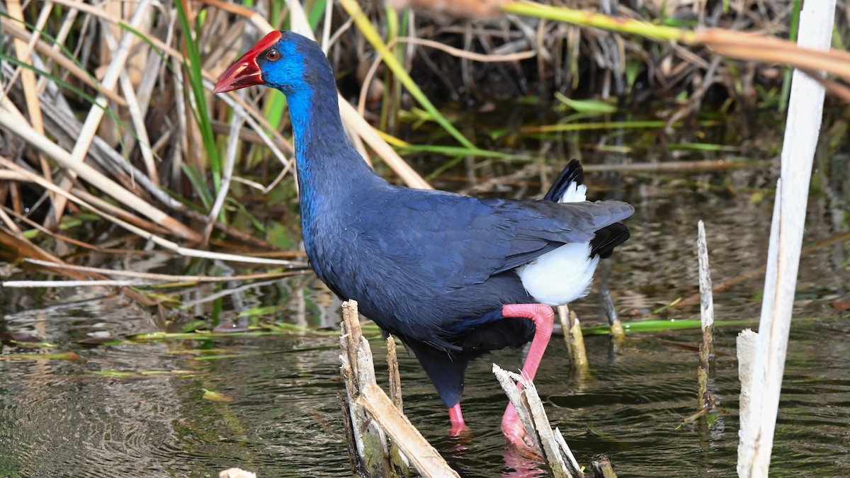 פורפיריה מערבית - ML610525745