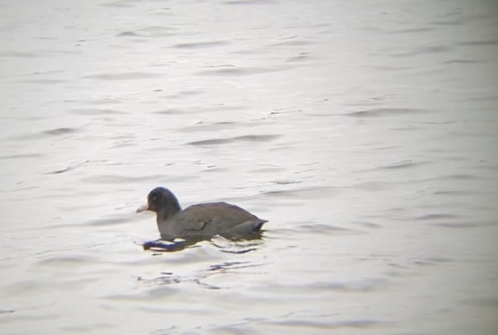 American Coot - Evan Spronk