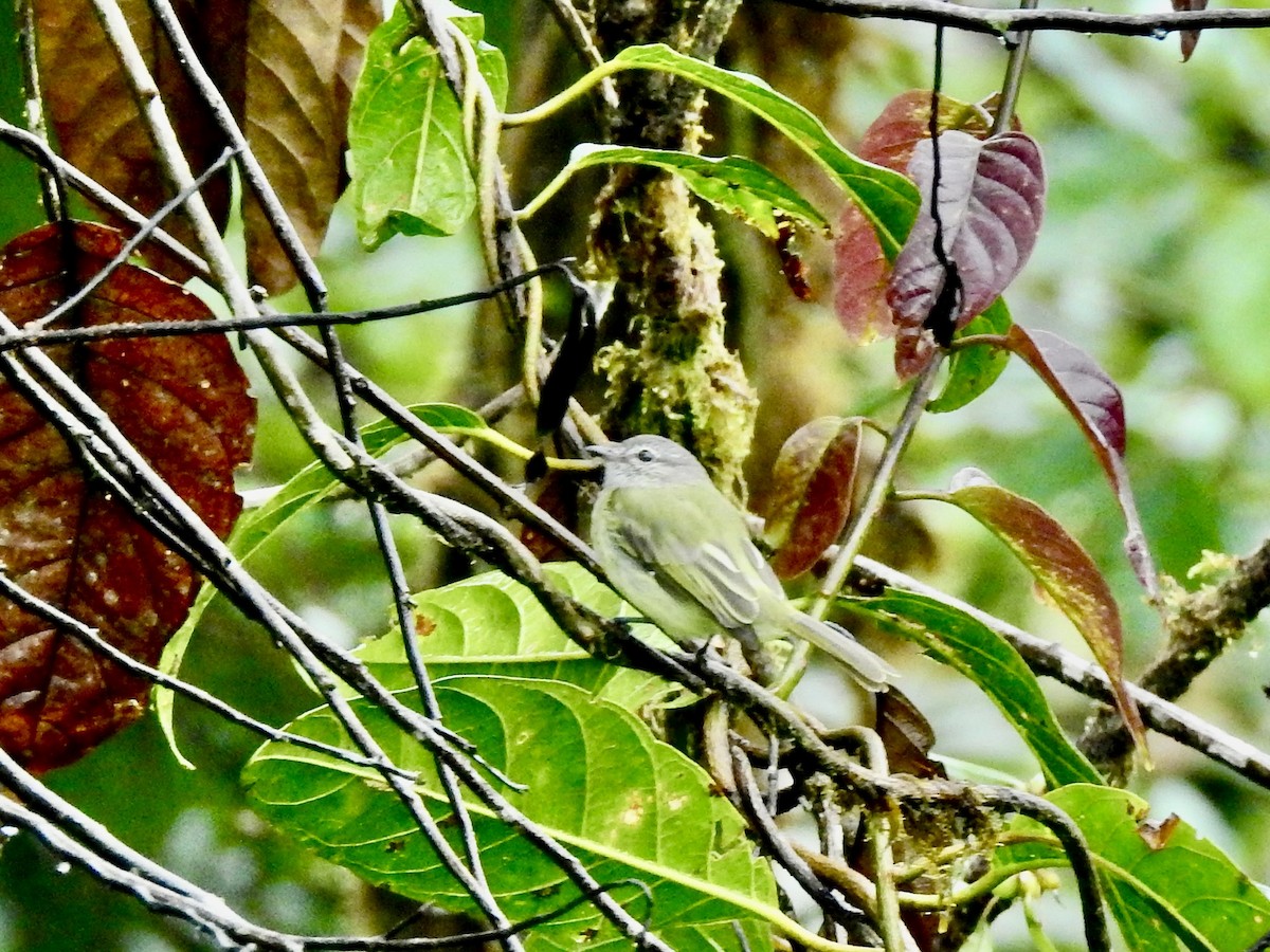 Greenish Elaenia - ML610525820