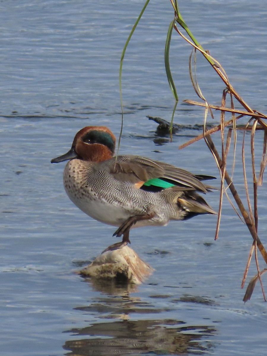 Green-winged Teal - ML610525846