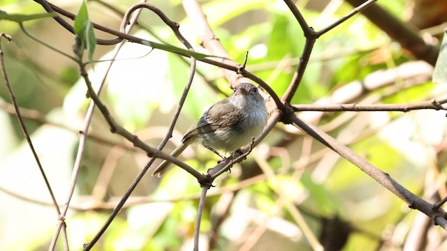 Pearly-vented Tody-Tyrant - ML610525874