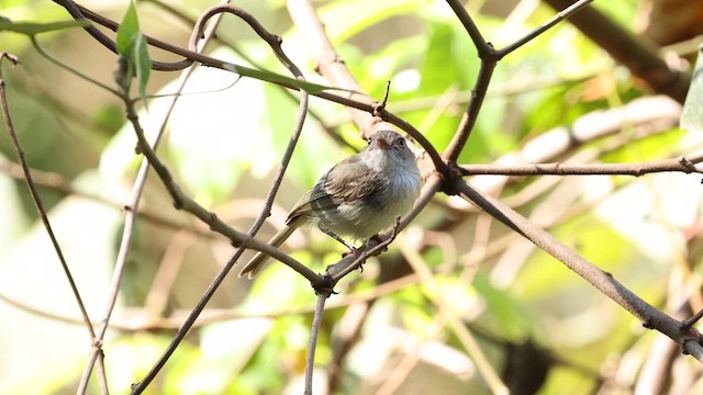 Pearly-vented Tody-Tyrant - ML610525874