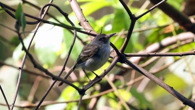 Pearly-vented Tody-Tyrant - ML610525892