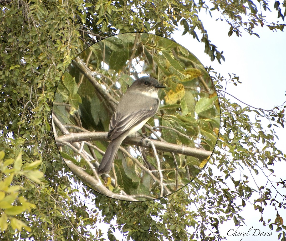 Eastern Phoebe - Cheryl Davis