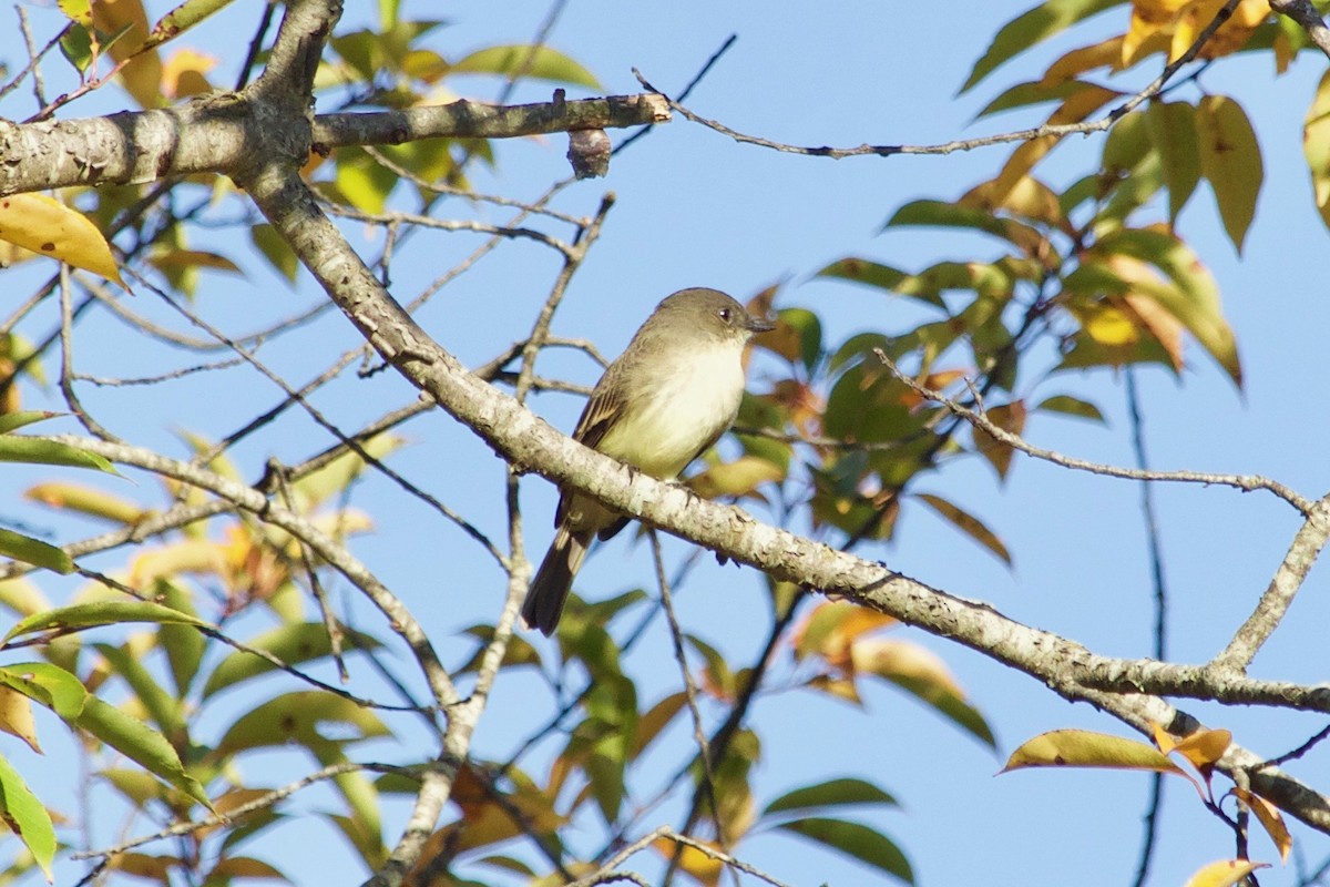 Eastern Phoebe - ML610525973