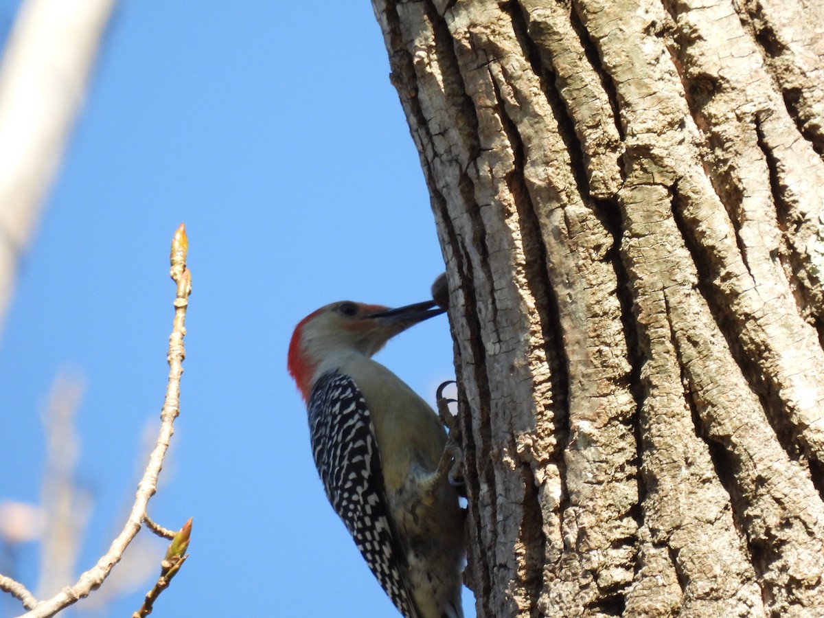 Red-bellied Woodpecker - Emily Szczypek
