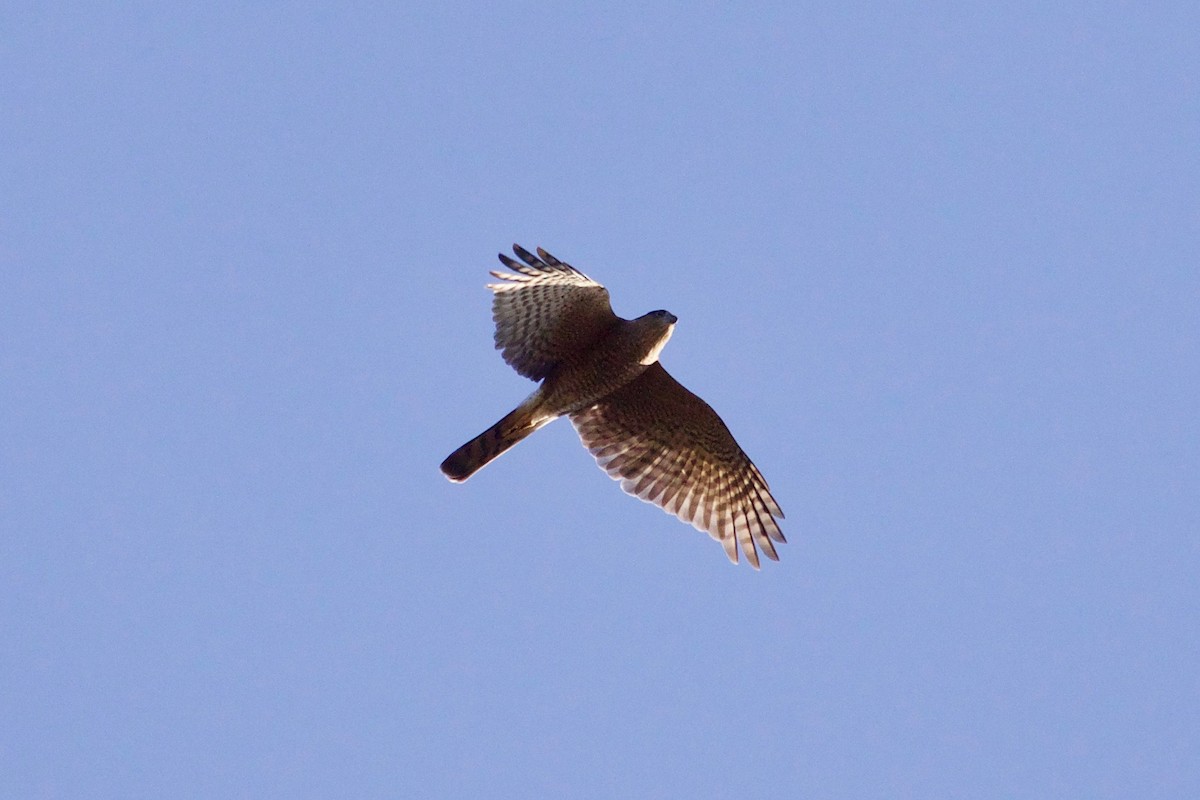 Sharp-shinned Hawk - ML610526009