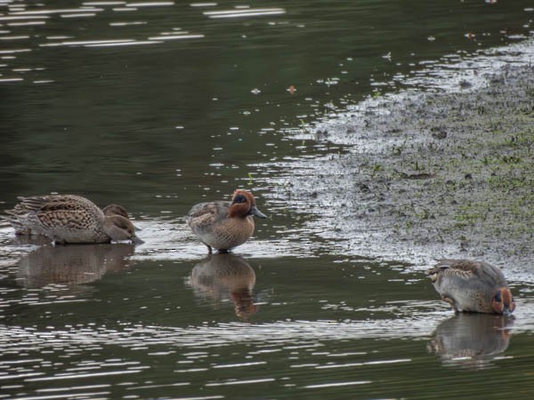 Green-winged Teal - ML610526109