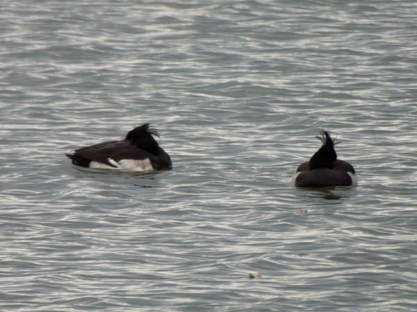 Tufted Duck - ML610526118