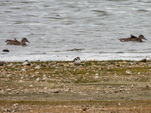 Common Ringed Plover - ML610526127