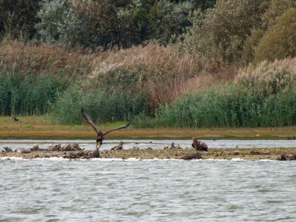 White-tailed Eagle - ML610526142