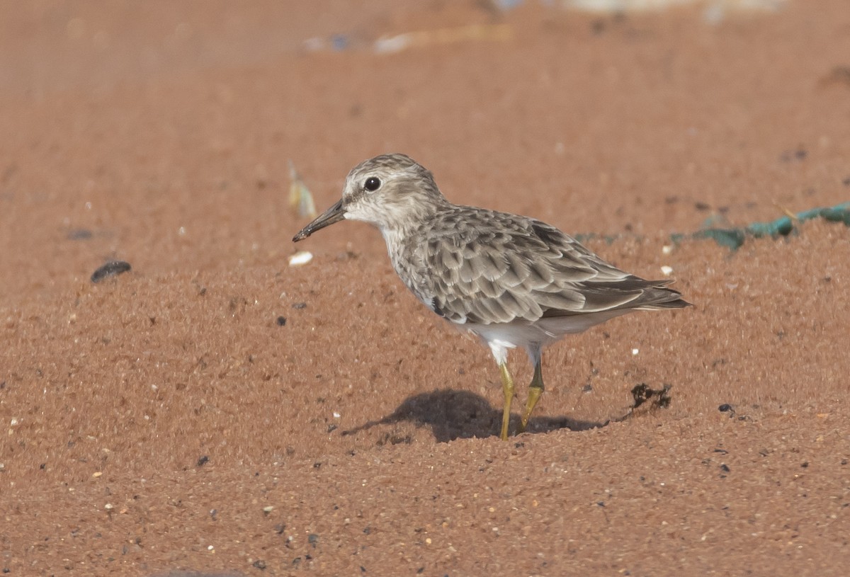 Least Sandpiper - ML610526266