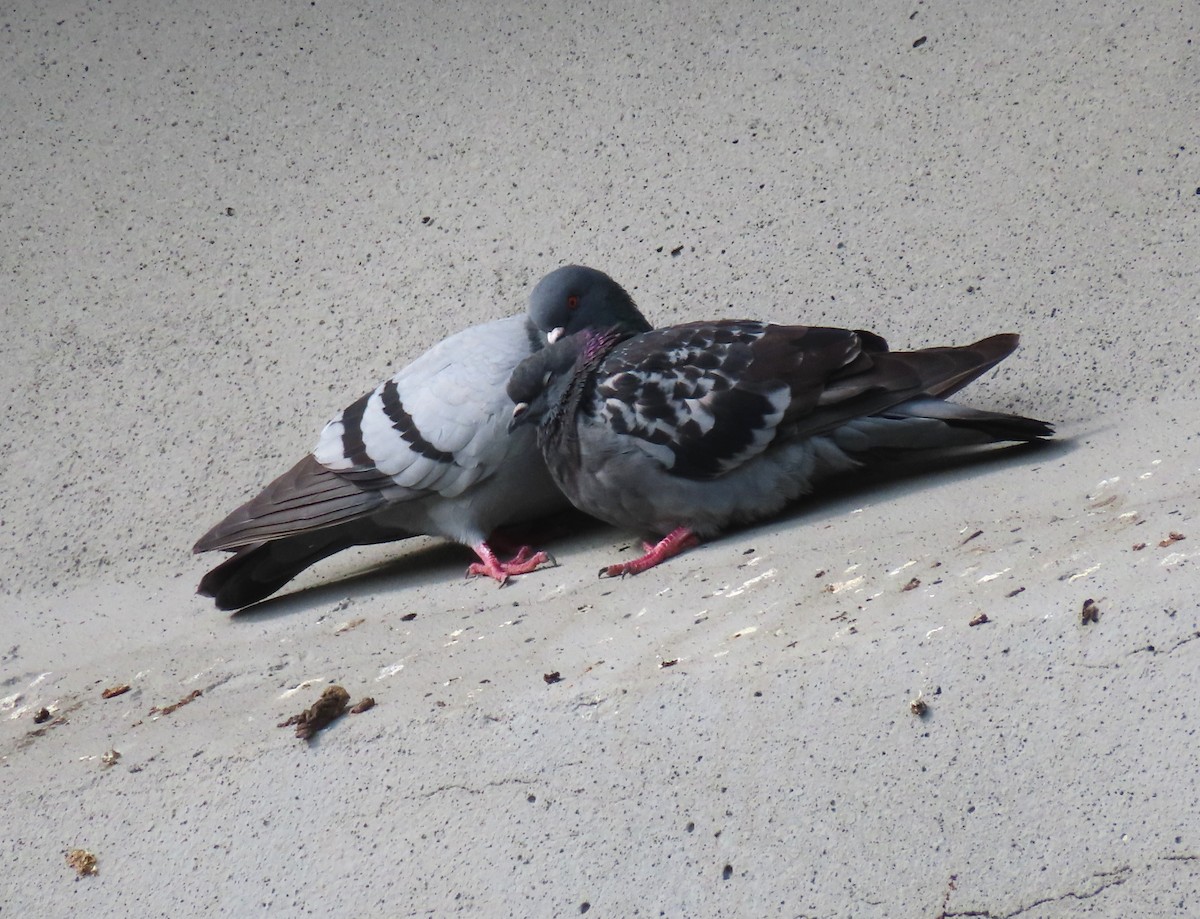 Rock Pigeon (Feral Pigeon) - ML610526280