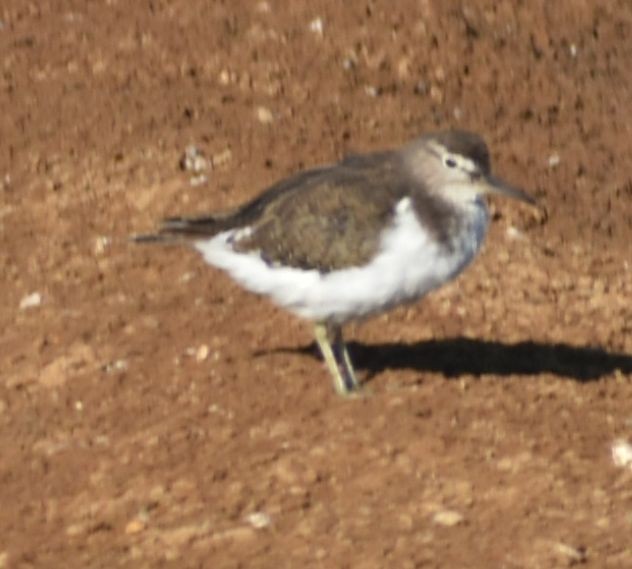 Common Sandpiper - Sally Anderson